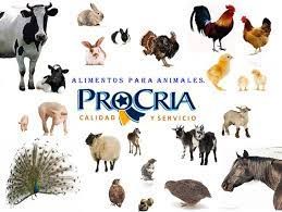 ALIMENTO BALANCEADO PROCRIA